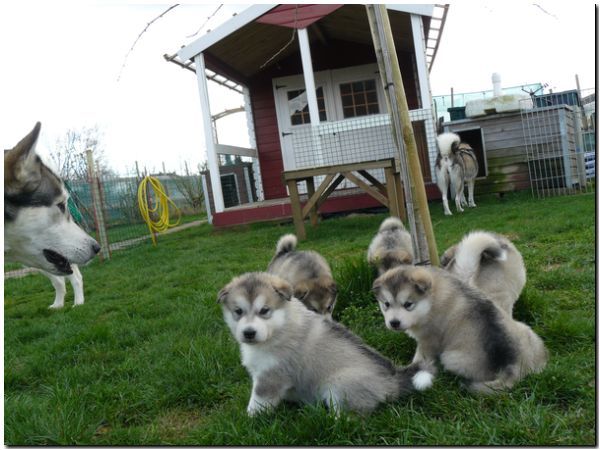 E Wurf 5 Woche 179.jpg